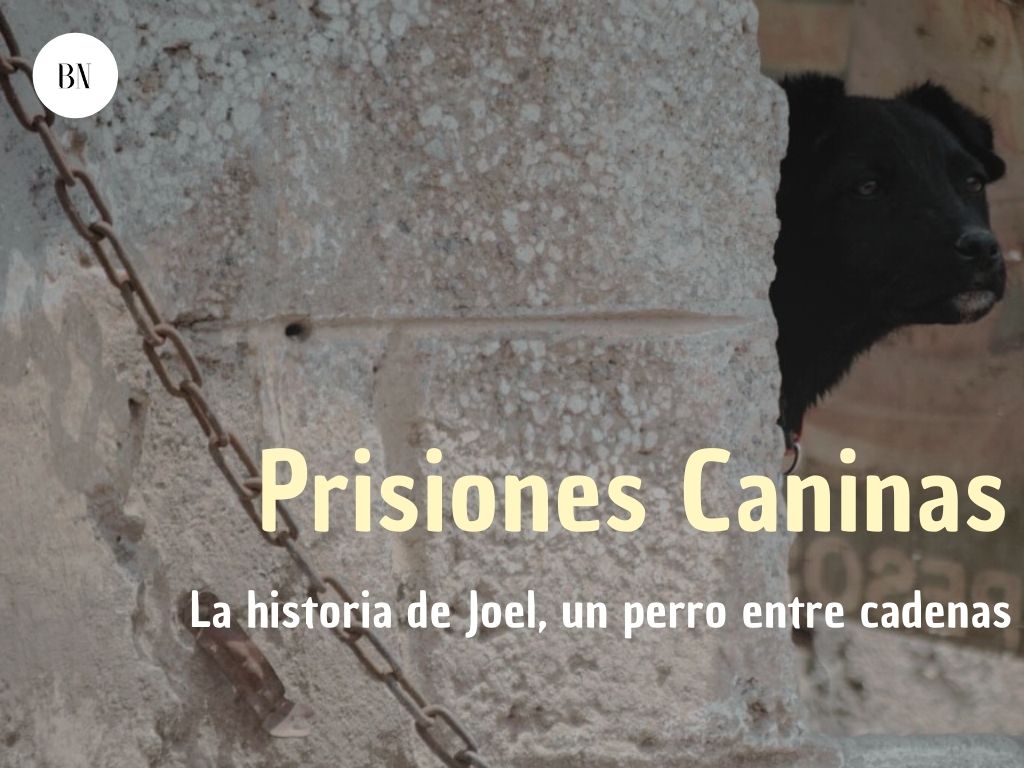 Prisiones Caninas